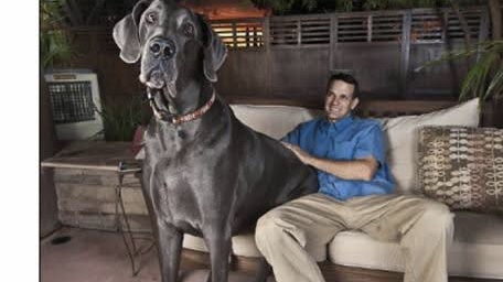 世界一背の高い犬