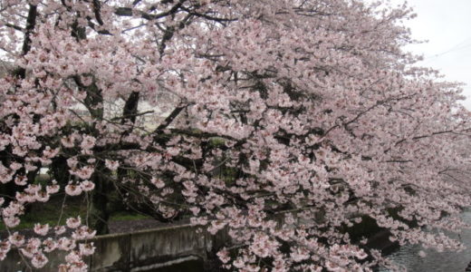 焼津は桜満開です。