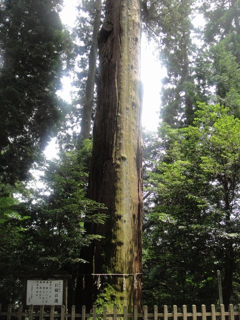 巨樹2
