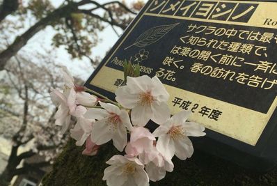 静岡のんべえお花見会2016-13